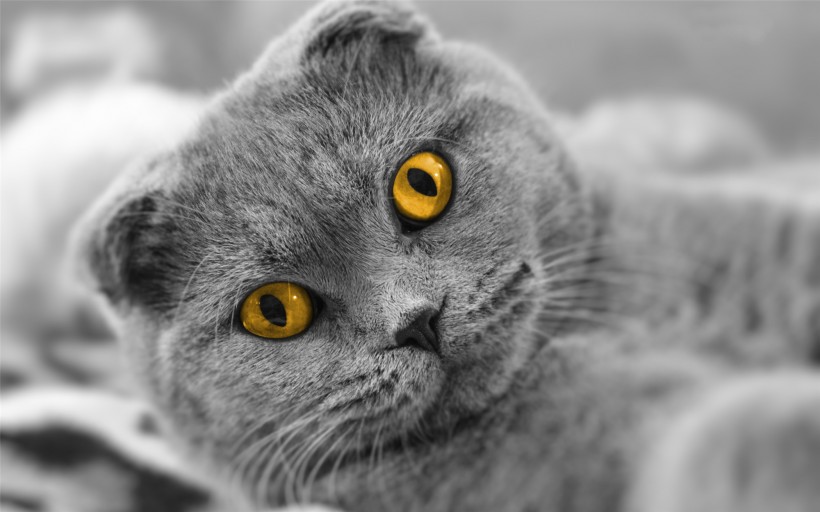 可爱的苏格兰折耳猫图片(14张)