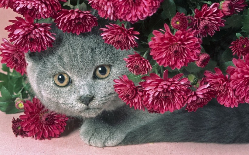 可爱的苏格兰折耳猫图片(14张)