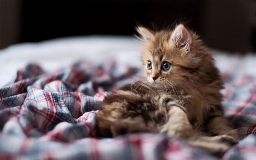 可爱的苏格兰折耳猫图片(14张)