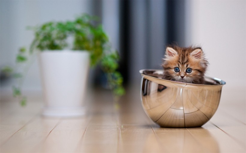 可爱的苏格兰折耳猫图片(14张)