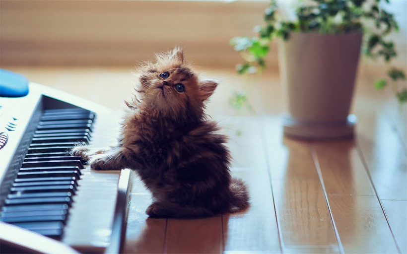 可爱的苏格兰折耳猫图片(14张)