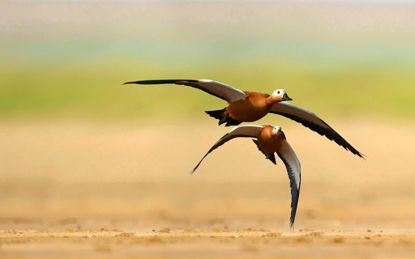 飞翔的赤麻鸭图片(8张)