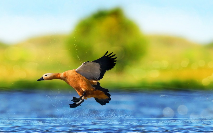 飞翔的赤麻鸭图片(8张)