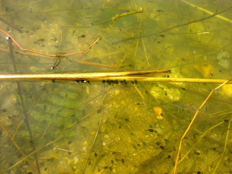 水潭里的小蝌蚪图片(9张)