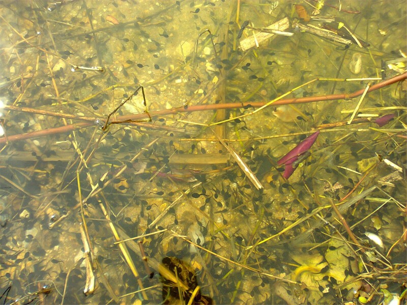 水潭里的小蝌蚪图片(9张)