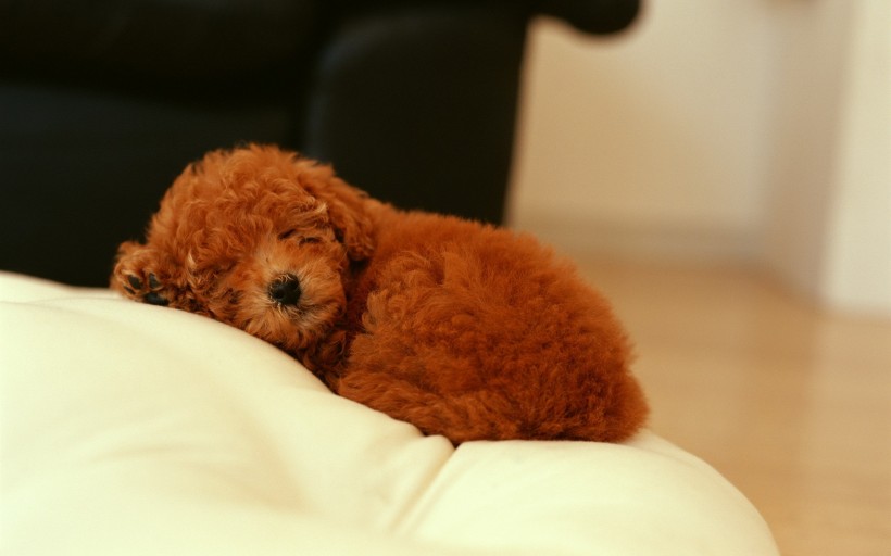 可爱泰迪犬图片(23张)