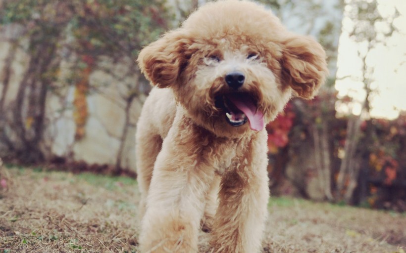 可爱泰迪犬图片(23张)