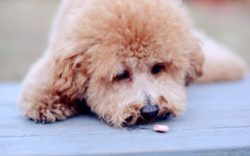 可爱泰迪犬图片(23张)