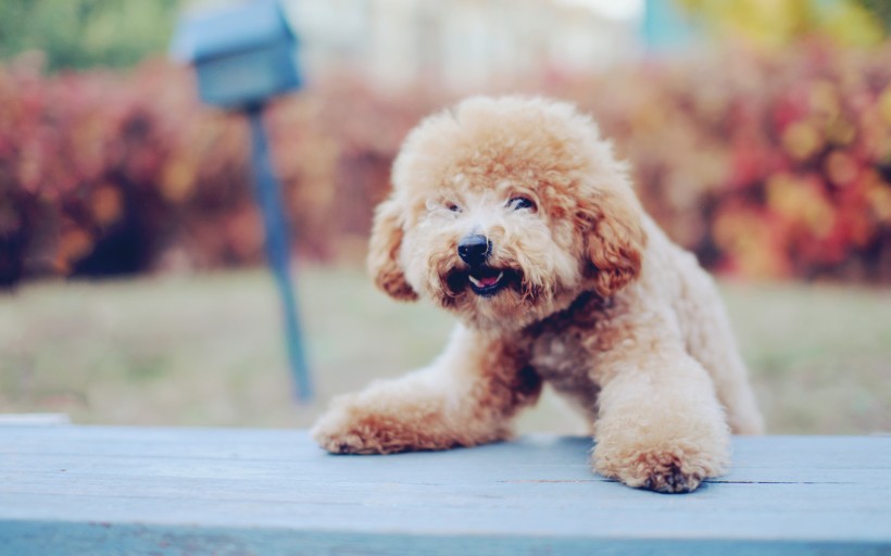 可爱泰迪犬图片(23张)