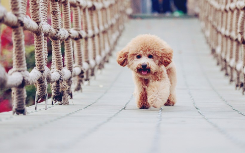 可爱泰迪犬图片(23张)