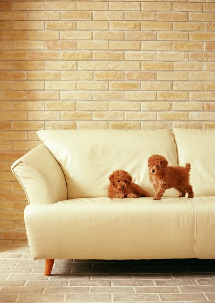 泰迪熊犬图片(19张)
