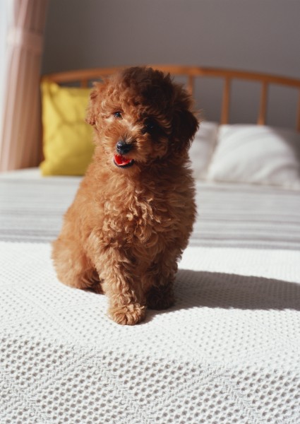 泰迪熊犬图片(19张)