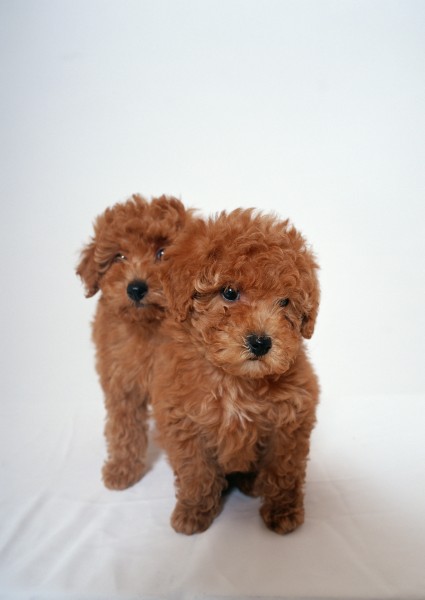 泰迪熊犬图片(19张)