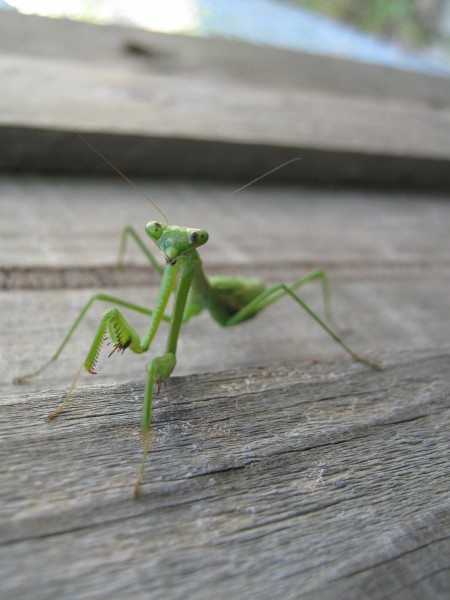 绿色嚣张的螳螂昆虫图片(7张)