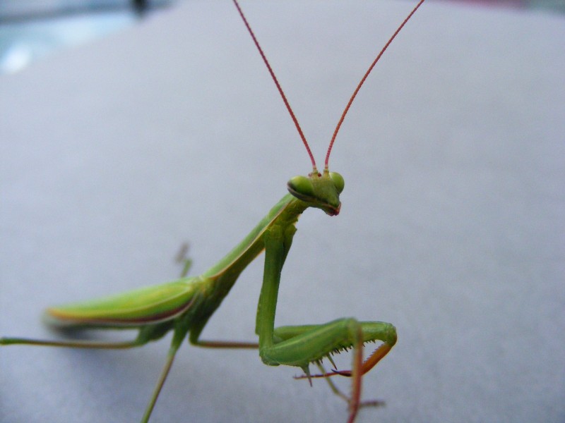 绿色霸道的螳螂图片(14张)