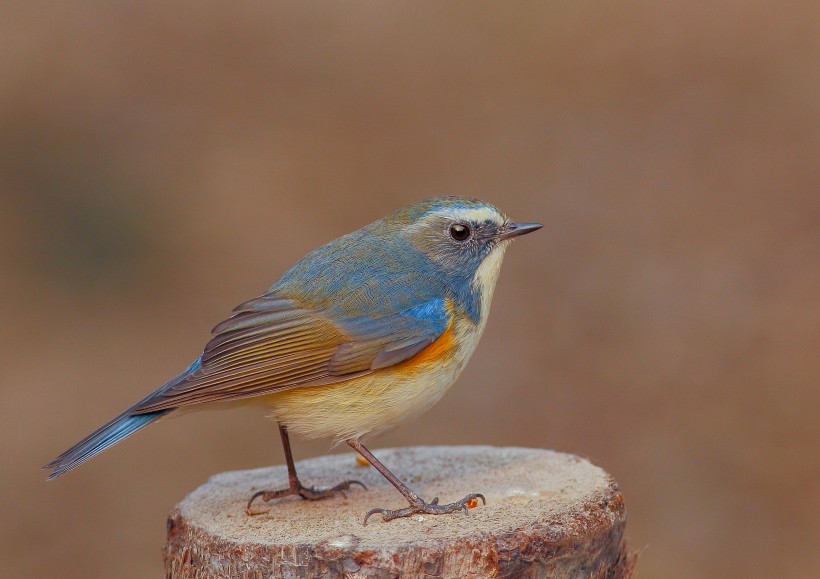 红胁蓝尾鸲鸟类图片(14张)