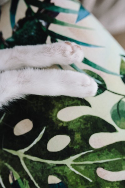 躺着沙发上的猫咪图片(11张)