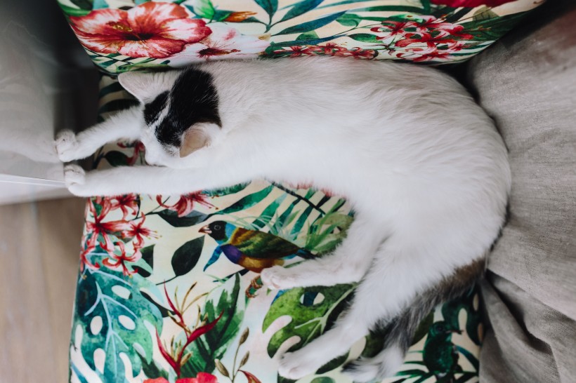 躺着沙发上的猫咪图片(11张)