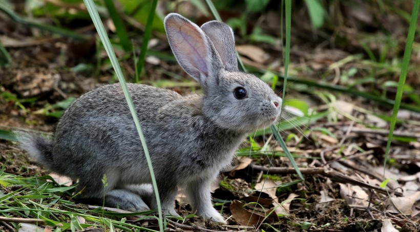 可爱的灰兔子图片(9张)