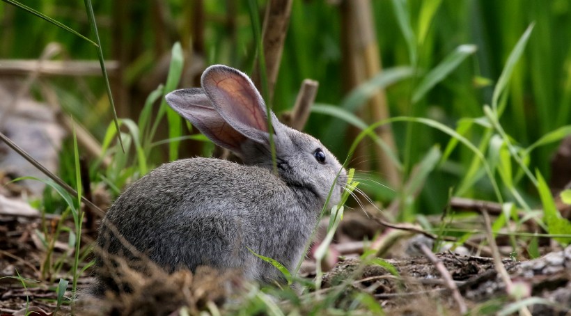 可爱的灰兔子图片(9张)