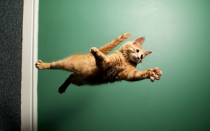 可爱的动物跳跃图片(19张)