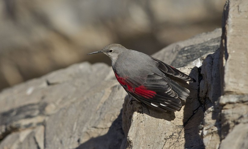 红翅旋壁雀鸟类图片(8张)