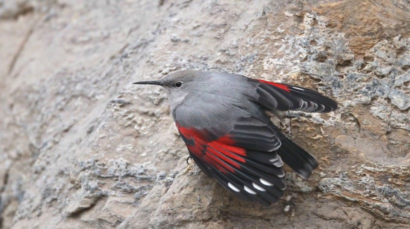 红翅旋壁雀鸟类图片(8张)