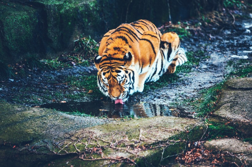 凶猛的老虎图片(16张)