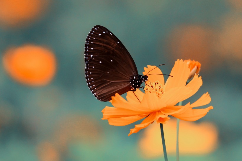 停留在花上的蝴蝶图片(15张)