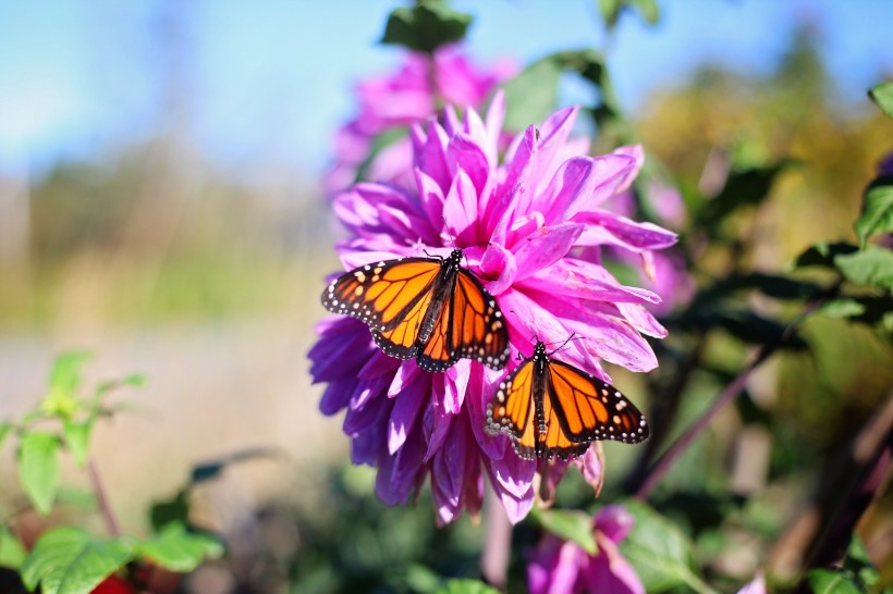 停歇在花朵上的蝴蝶图片(7张)