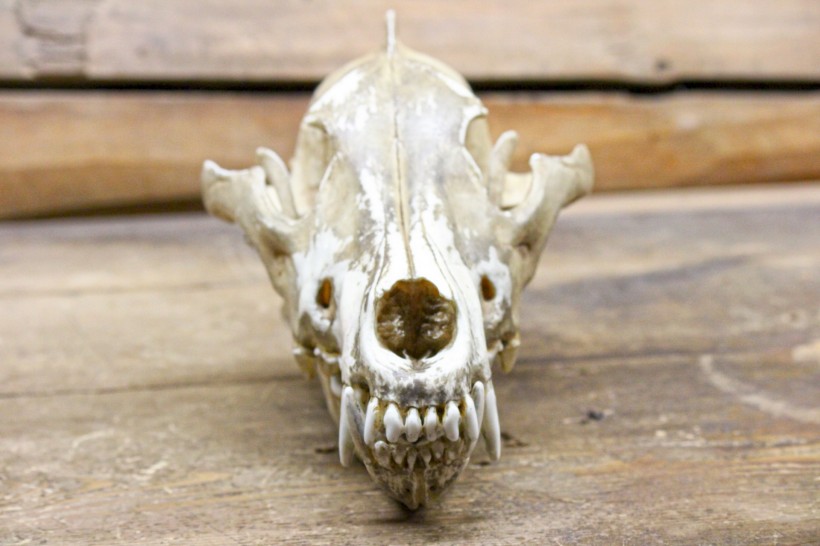 动物头骨图片(14张)