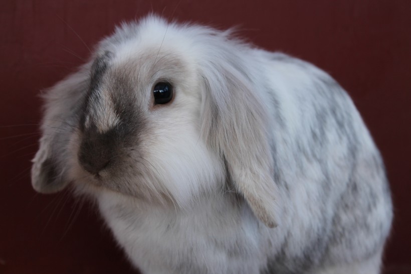 可爱呆萌的兔子图片(13张)