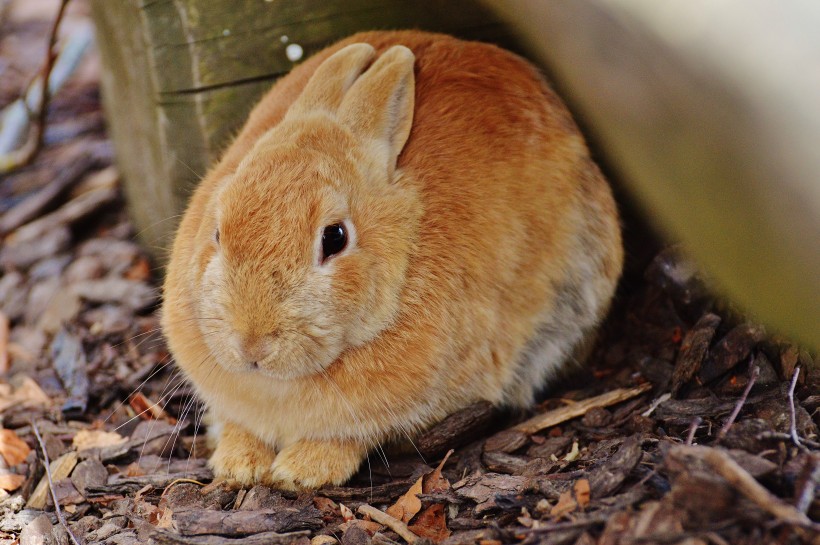 可爱的棕色兔子图片(20张)