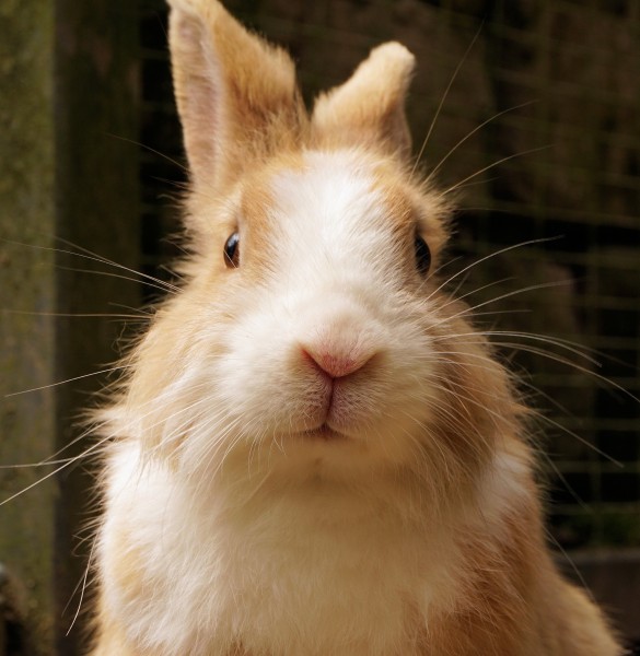 可爱的兔子图片(10张)