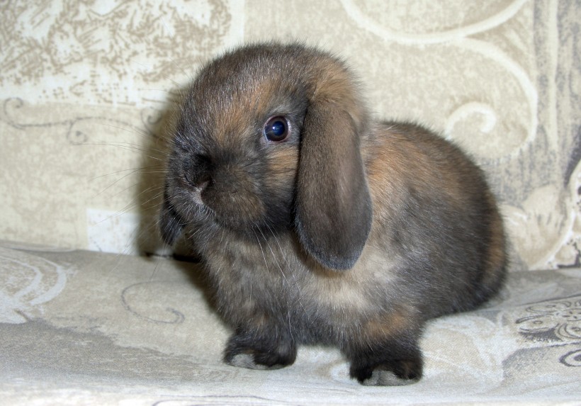 兔子图片(25张)
