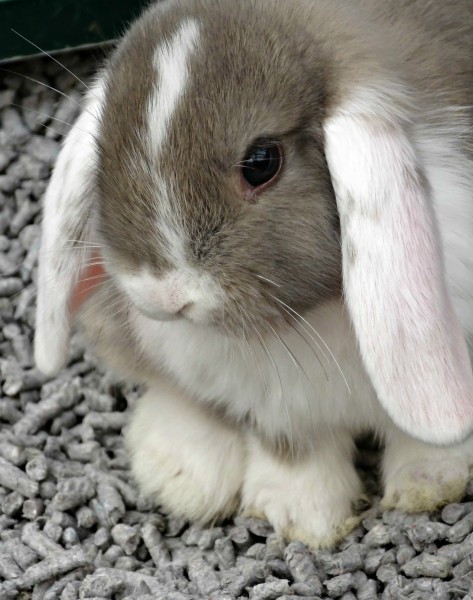 可爱小兔子图片(28张)