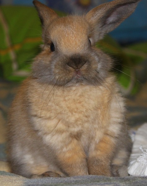 可爱呆萌的兔子图片(13张)