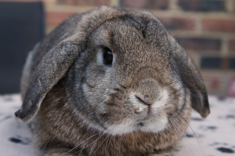 软萌可爱的兔子图片(15张)
