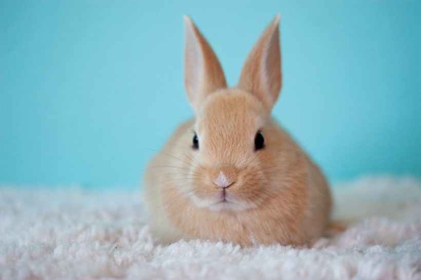 兔子图片(21张)