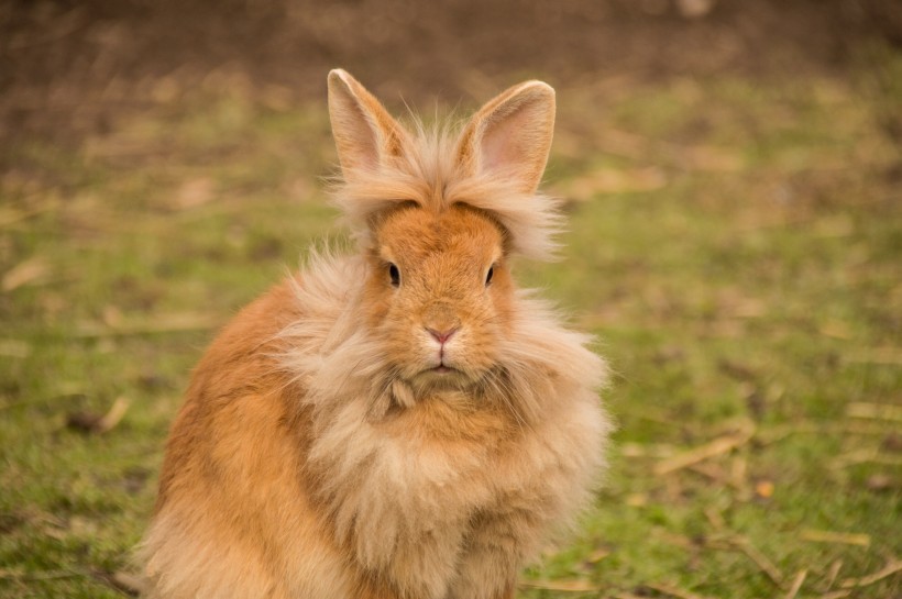 软萌可爱的兔子图片(15张)