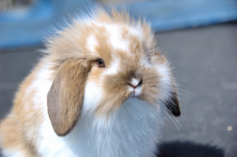 可爱的棕色兔子图片(20张)