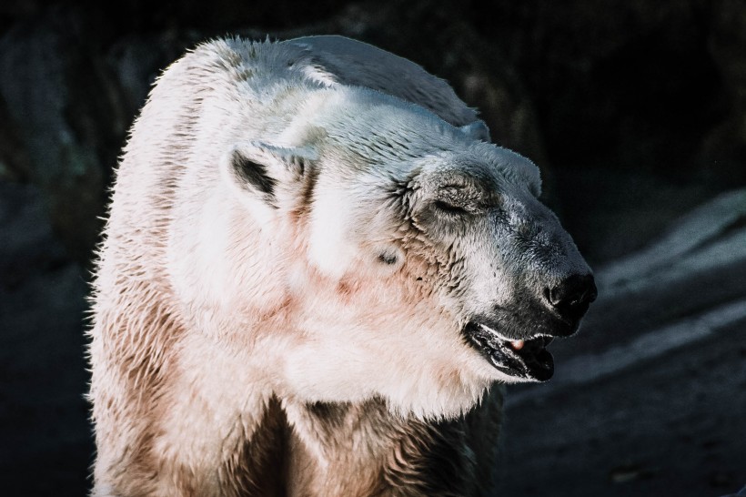 可爱的北极熊图片(13张)