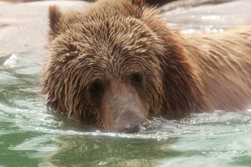 正在游泳玩耍的棕熊图片(14张)
