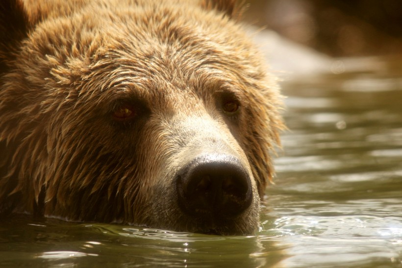 正在游泳玩耍的棕熊图片(14张)