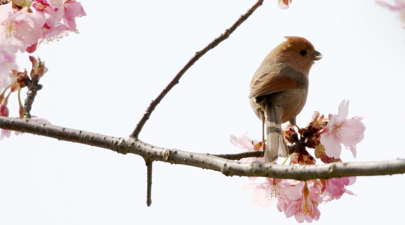 棕头鸦雀鸟类图片(9张)