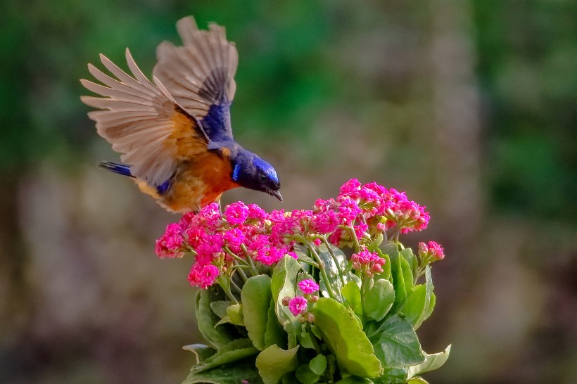 棕腹蓝仙鹟鸟类图片(5张)