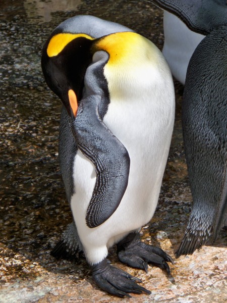 性情温顺的王企鹅图片(15张)