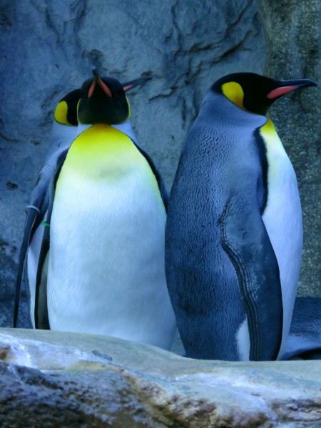 性情温顺的王企鹅图片(15张)