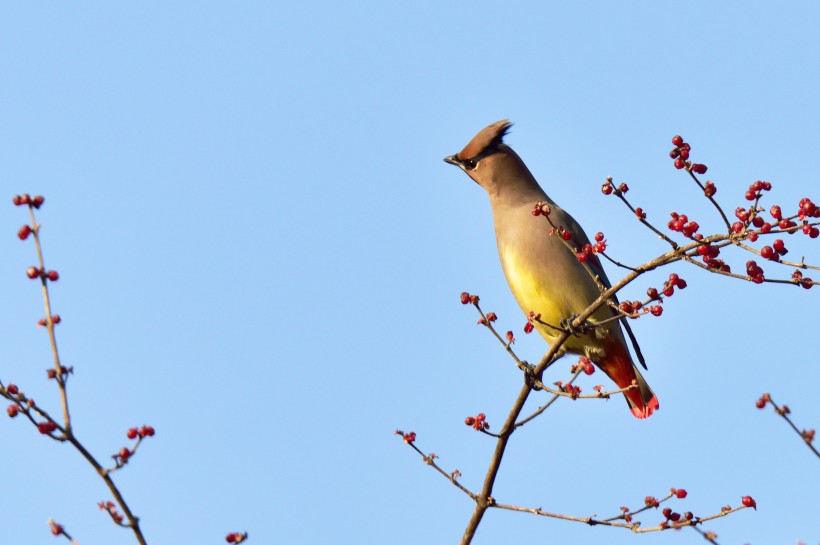 枝头的太平鸟图片(13张)