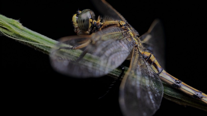 微距蜻蜓图片(8张)